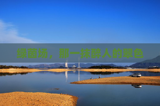 绿茵场,那一抹醉人的翠色
