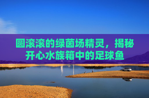 圆滚滚的绿茵场精灵，揭秘开心水族箱中的足球鱼