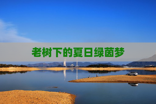 老树下的夏日绿茵梦