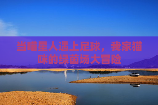当喵星人遇上足球,我家猫咪的绿茵场大冒险