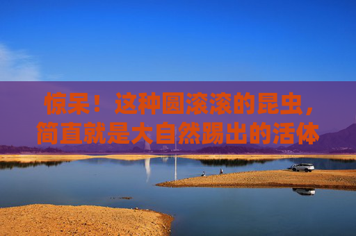 惊呆!这种圆滚滚的昆虫,简直就是大自然踢出的活体足球