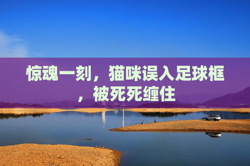 惊魂一刻,猫咪误入足球框,被死死缠住