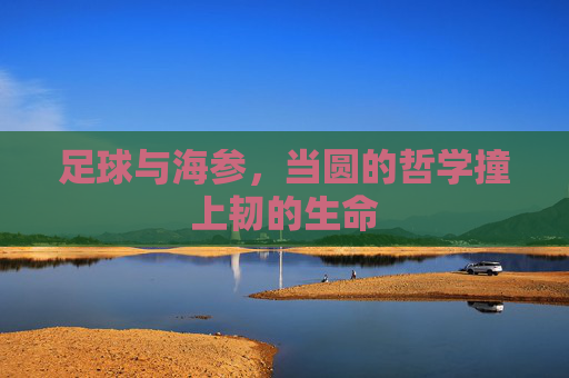 足球与海参，当圆的哲学撞上韧的生命