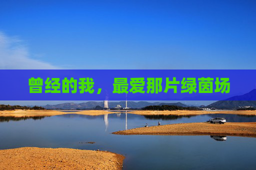 曾经的我,最爱那片绿茵场