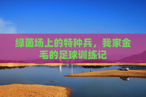 绿茵场上的特种兵,我家金毛的足球训练记