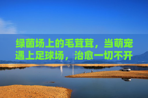 绿茵场上的毛茸茸,当萌宠遇上足球场,治愈一切不开心