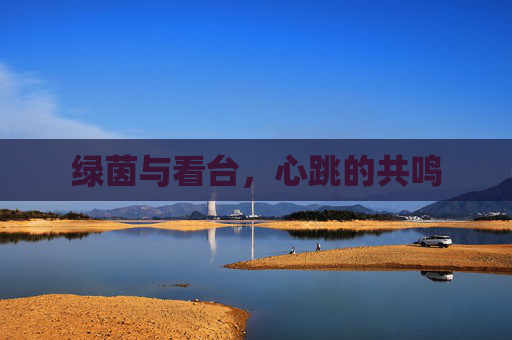 绿茵与看台，心跳的共鸣