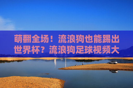 萌翻全场!流浪狗也能踢出世界杯?流浪狗足球视频大全,治愈你的不开心