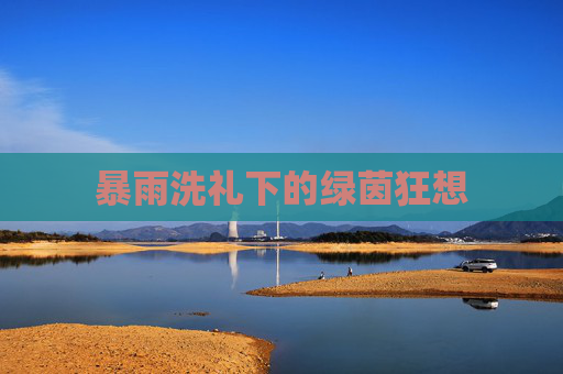 暴雨洗礼下的绿茵狂想