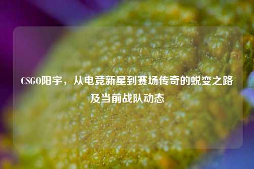 CSGO阳宇,从电竞新星到赛场传奇的蜕变之路及当前战队动态