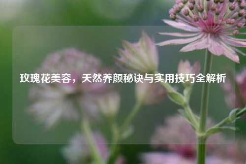 玫瑰花美容，天然养颜秘诀与实用技巧全解析