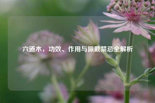 六道木,功效、作用与佩戴禁忌全解析