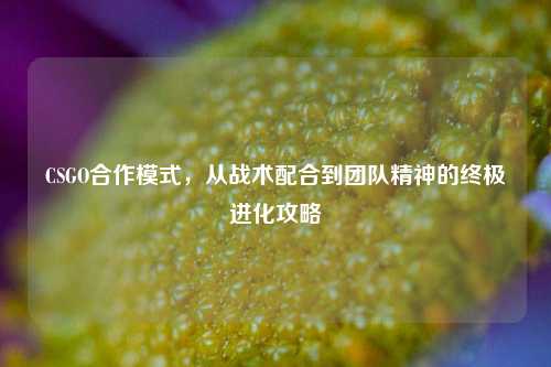 CSGO合作模式，从战术配合到团队精神的终极进化攻略